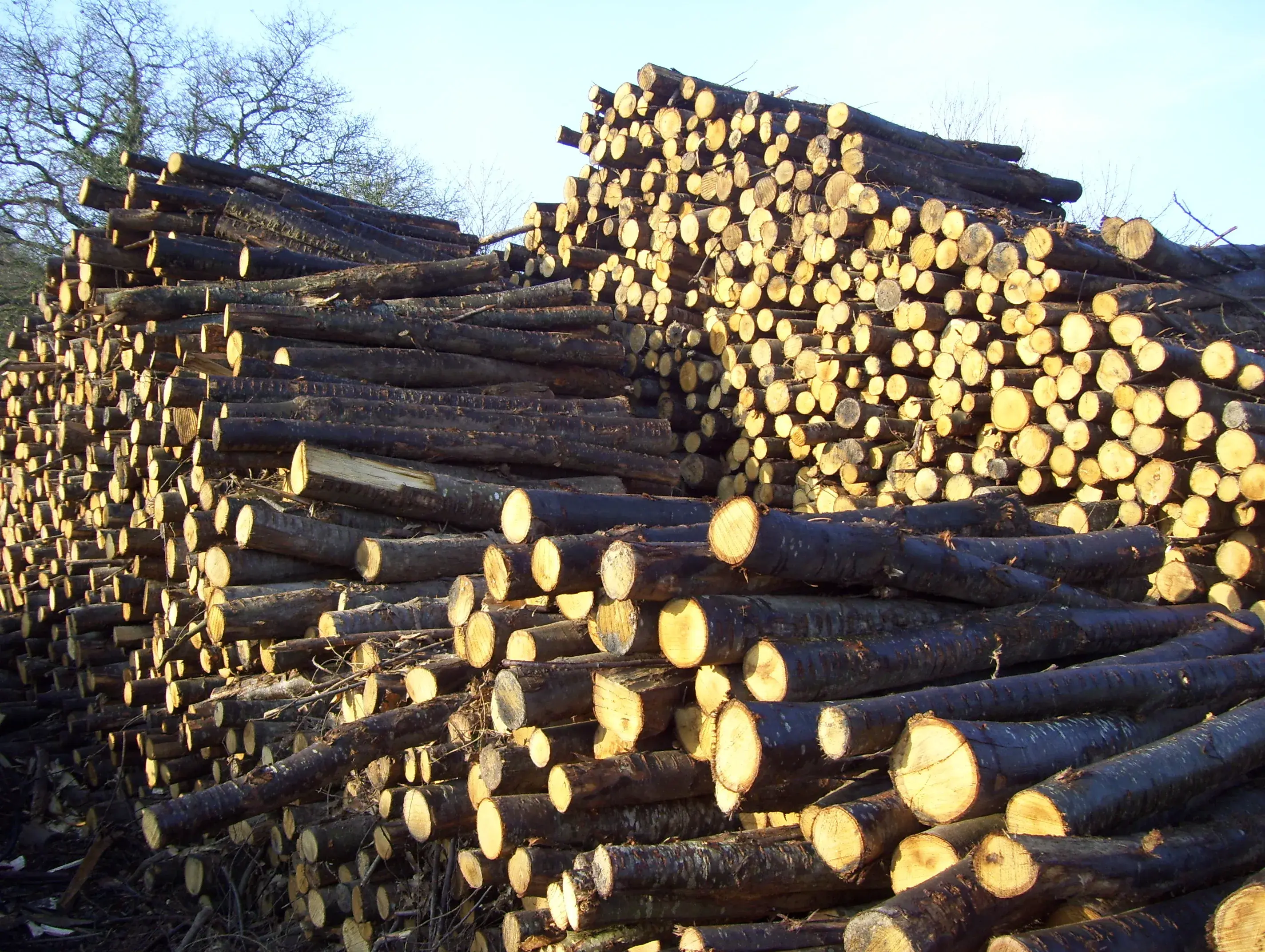 Bois Breizh