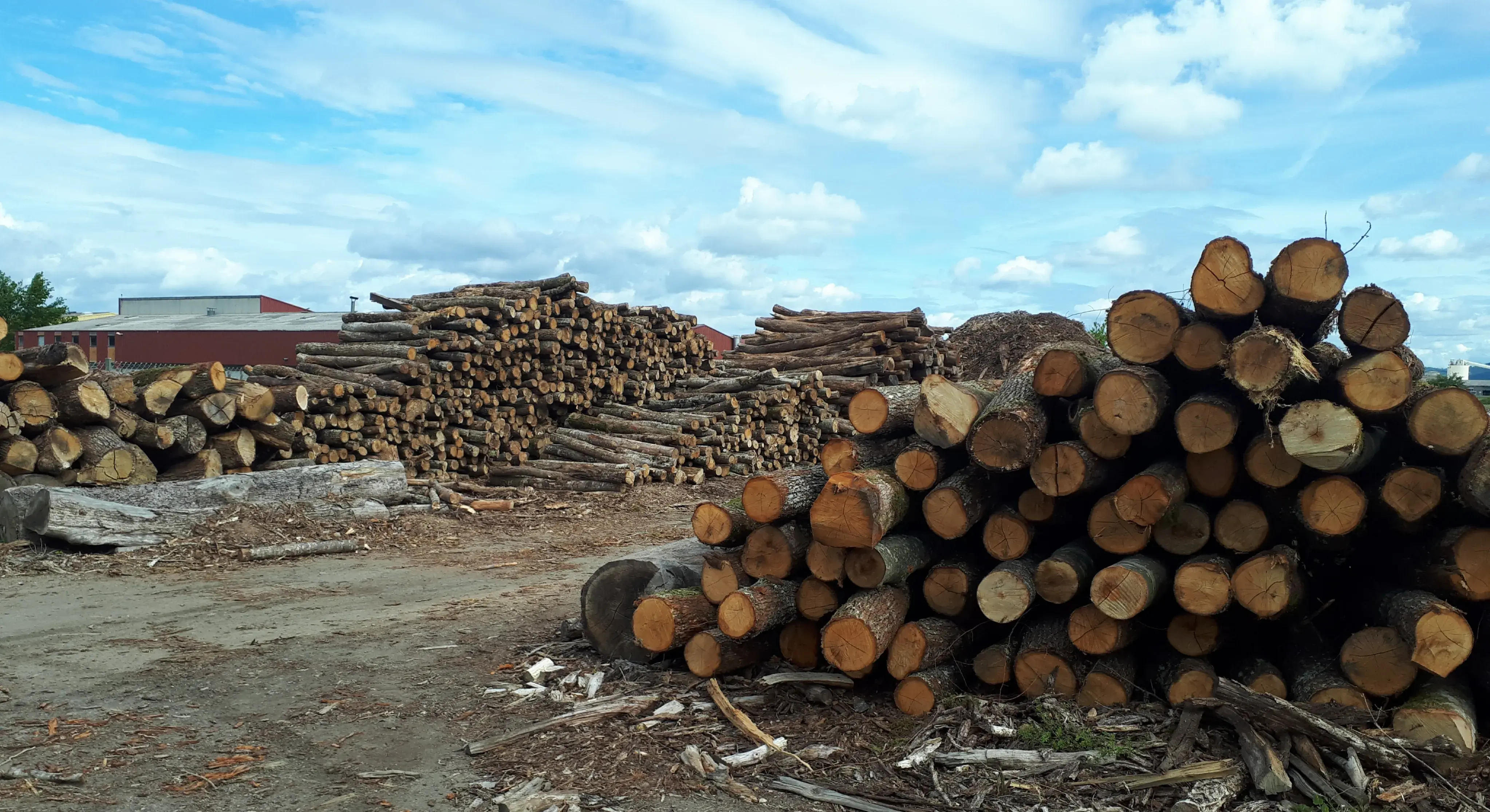 BOIS SERVICE FOREZIEN