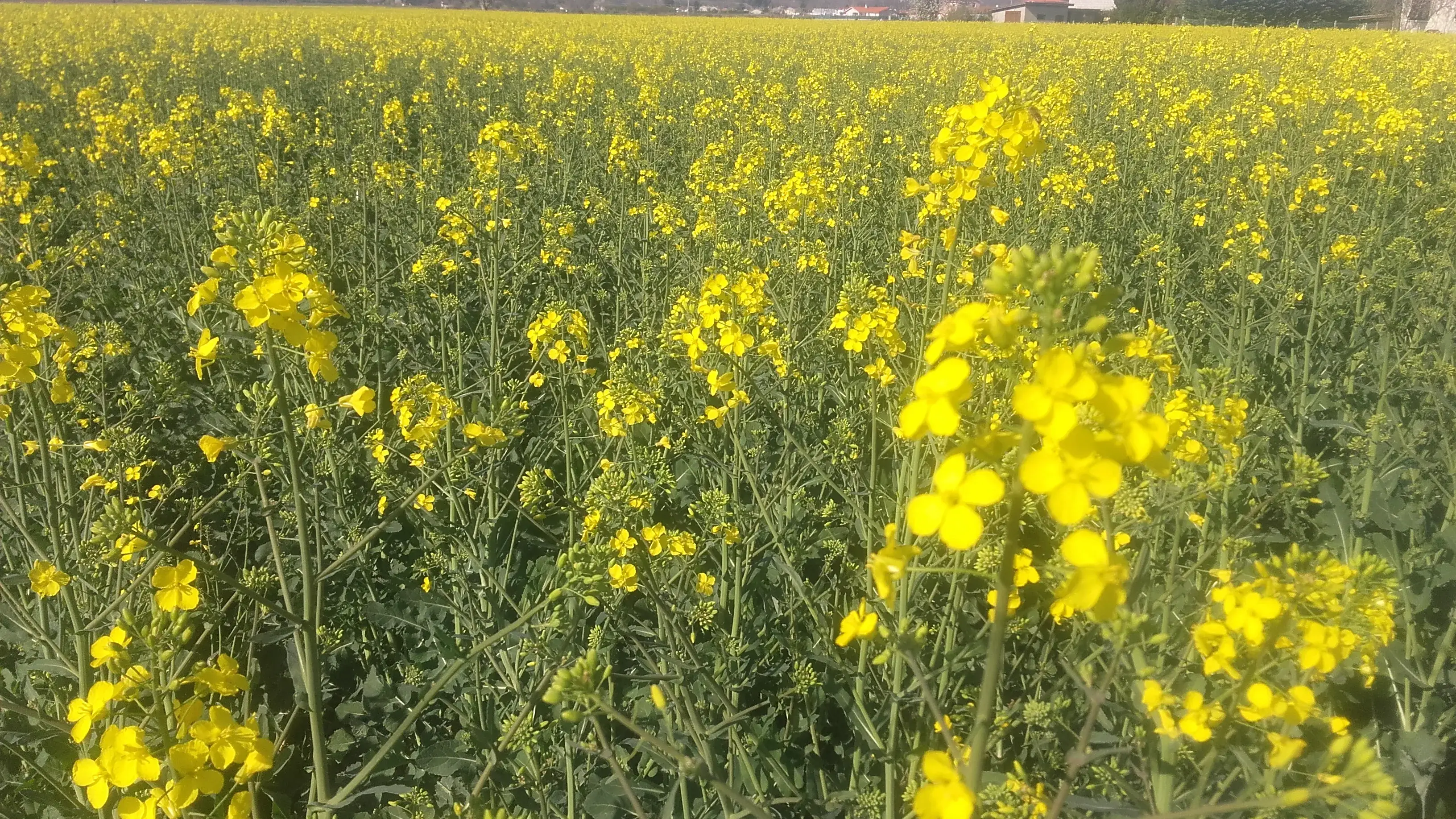 Normand Bois