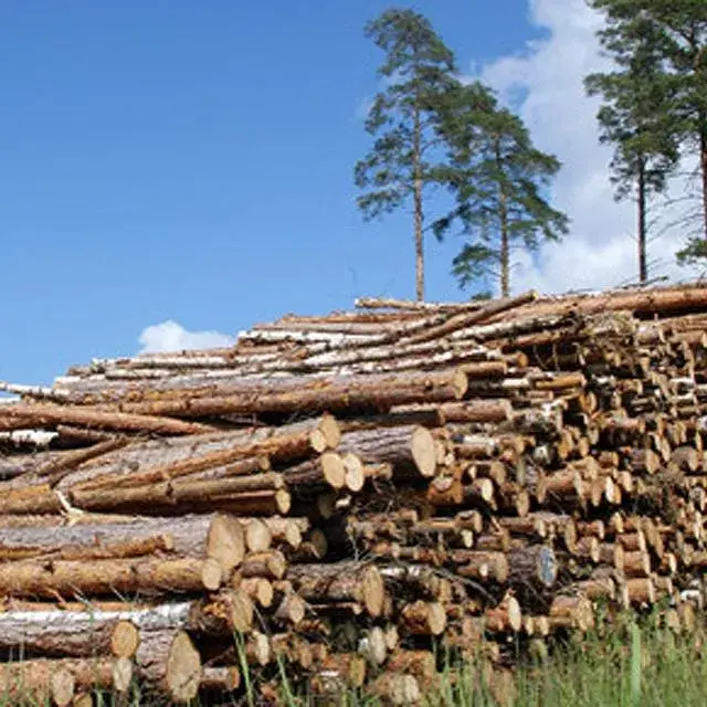 Bronte Joseph Joseph