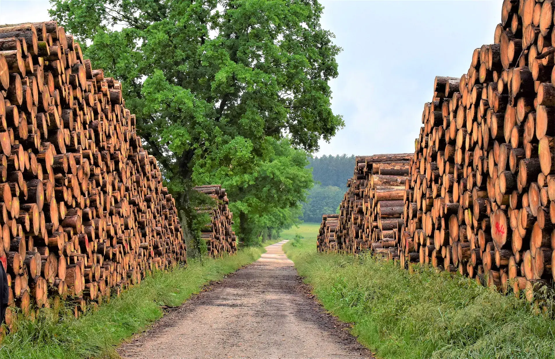 E.A.R.L BASCOU Pyrénées Orientales Producteur de bois de chauffage  Vente / Livraison de bois  66