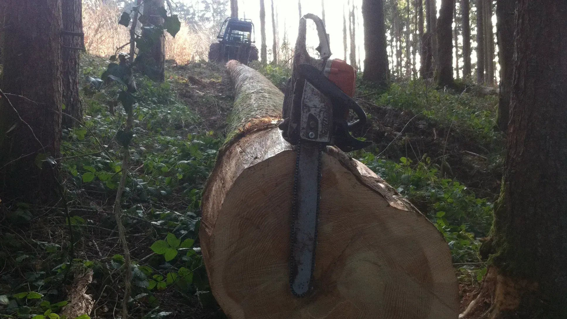 Exploitation forestiere Nicod